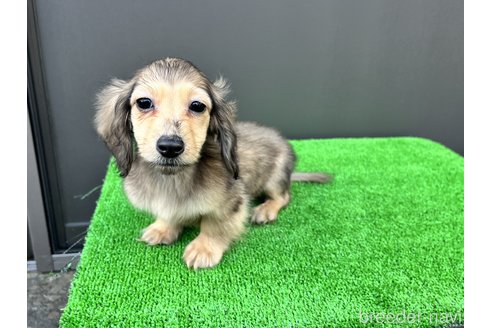 成約済の兵庫県のカニンヘンダックスフンド(ロングヘアード)-274623の1枚目